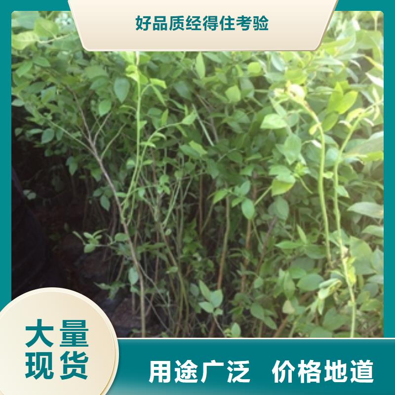 蓝莓苗核桃苗樱花苗长果桑树苗来图定制量大从优