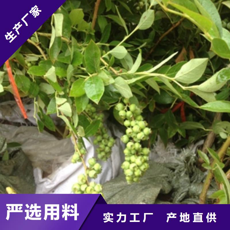 蓝莓苗-钙果苗推荐商家