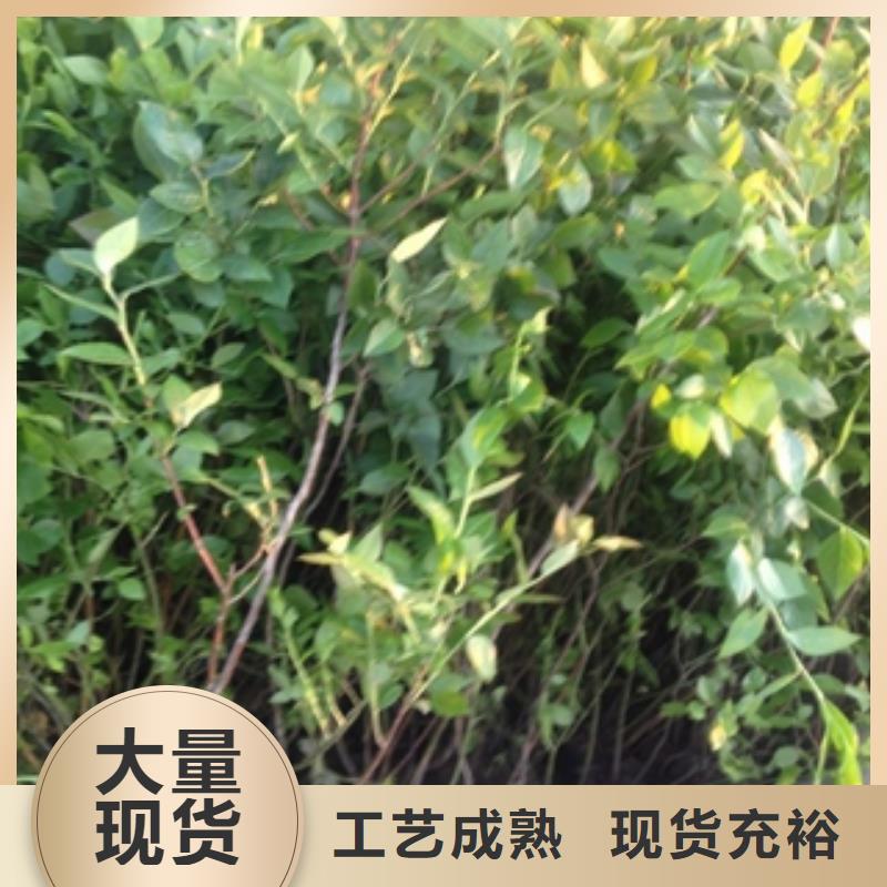 【蓝莓苗核桃苗樱花苗长果桑树苗工厂直供】