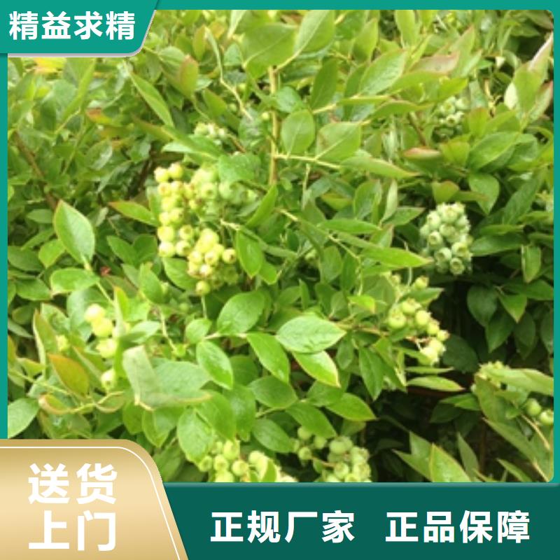 蓝莓苗核桃苗樱花苗长果桑树苗来图定制量大从优