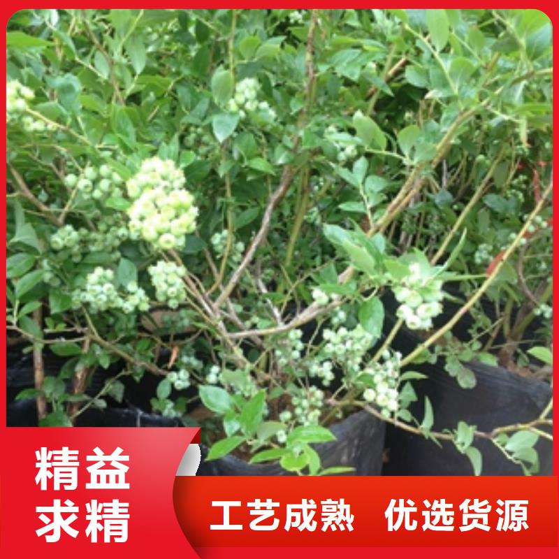 【蓝莓苗樱桃苗追求细节品质】