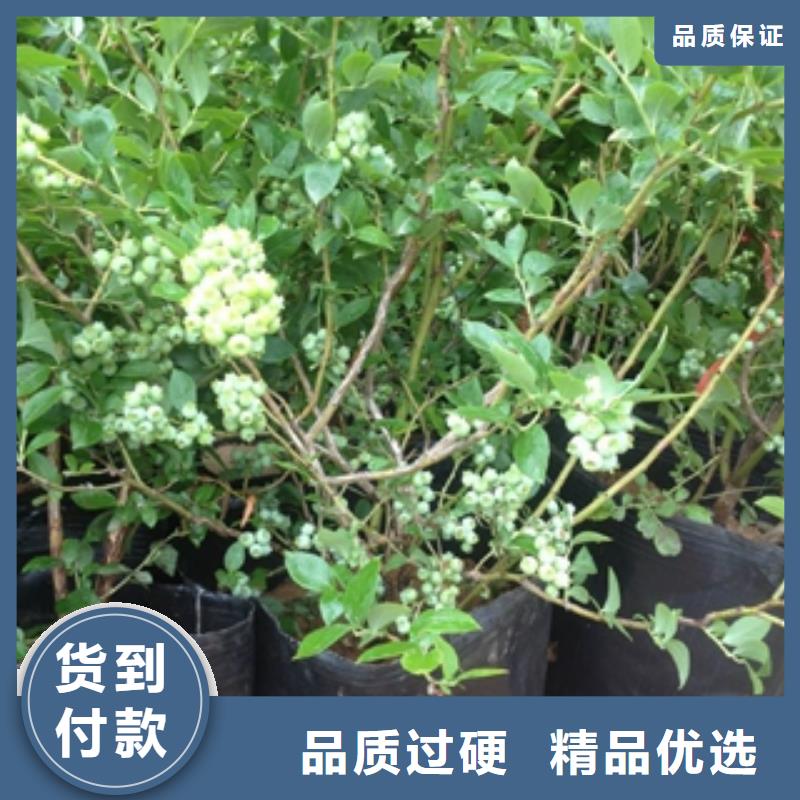 蓝莓苗核桃苗樱花苗长果桑树苗来图定制量大从优