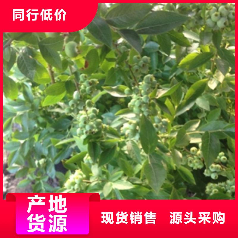 【蓝莓苗核桃苗樱花苗长果桑树苗工厂直供】