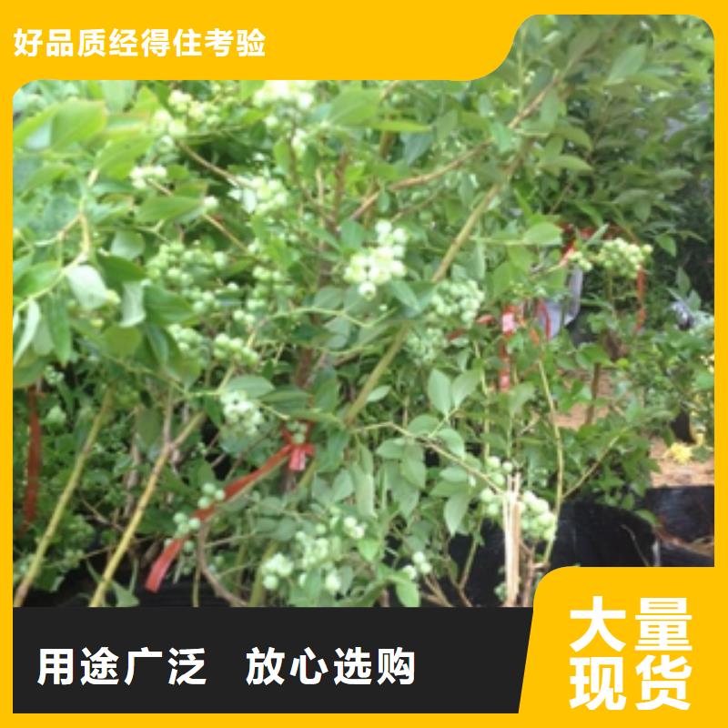 蓝莓苗占地果树源头厂家量大价优