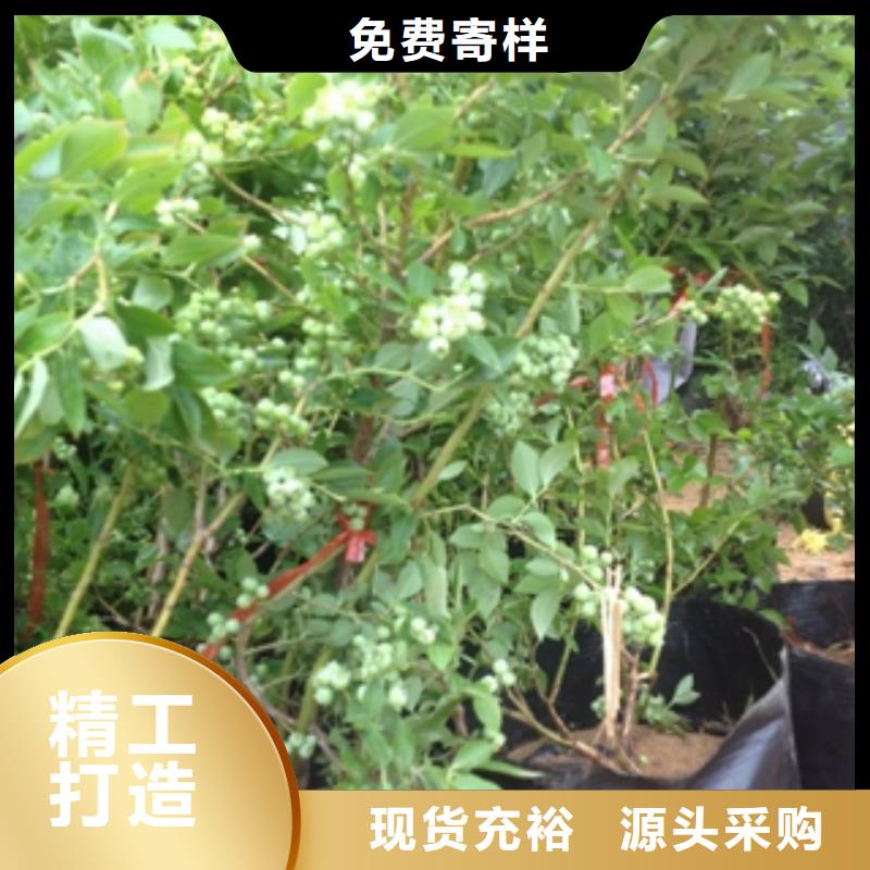 蓝莓苗樱桃苗用途广泛