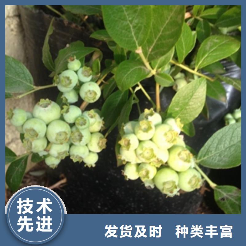 蓝莓苗钙果苗质量检测