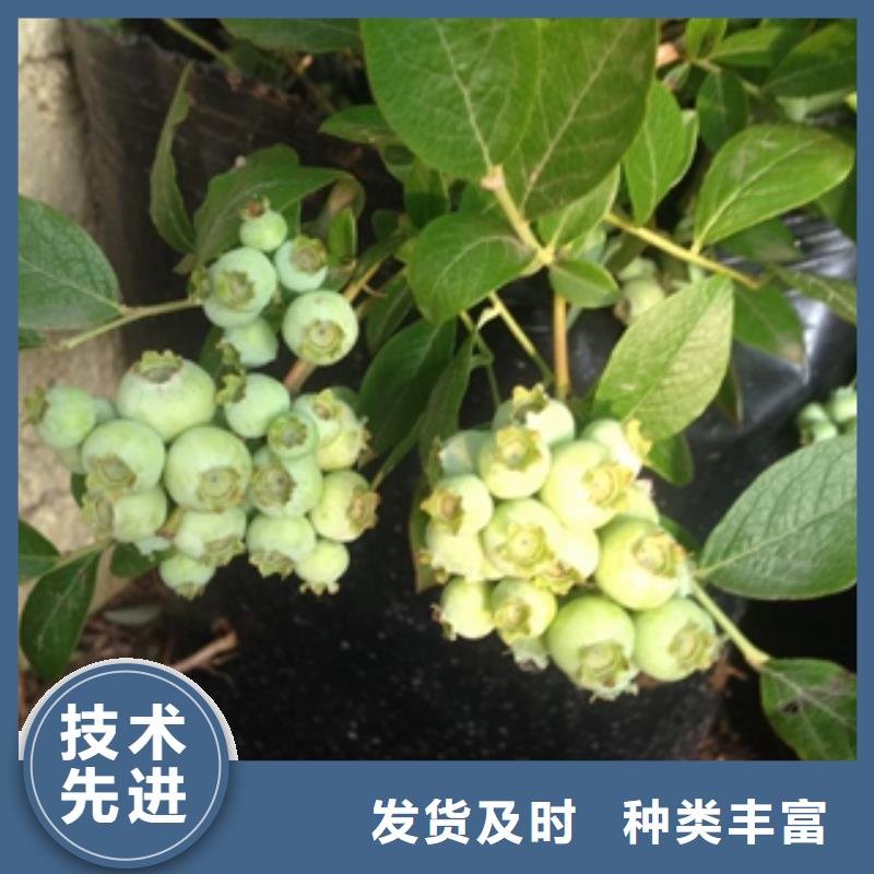 蓝莓苗核桃苗樱花苗长果桑树苗可定制有保障