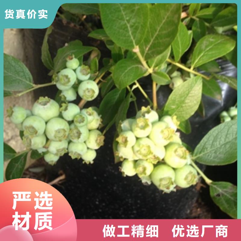 蓝莓苗_核桃苗樱花苗长果桑树苗认准大品牌厂家