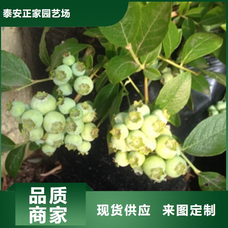 蓝莓苗【绿化树 绿化工程】精心推荐