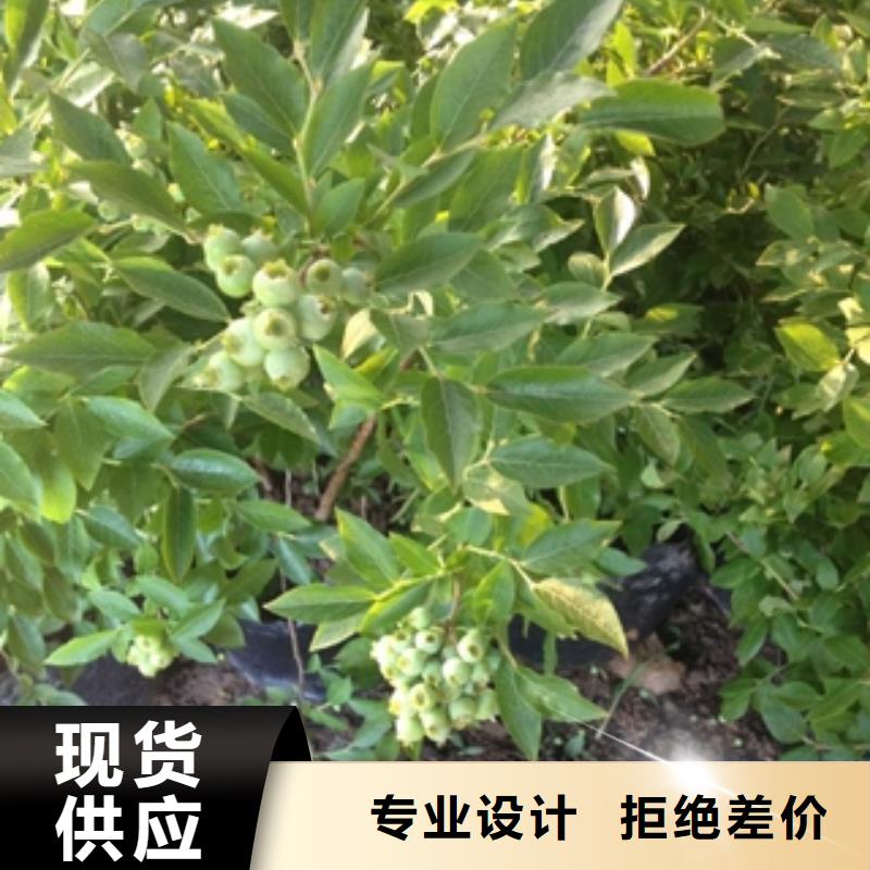 蓝莓苗量大从优