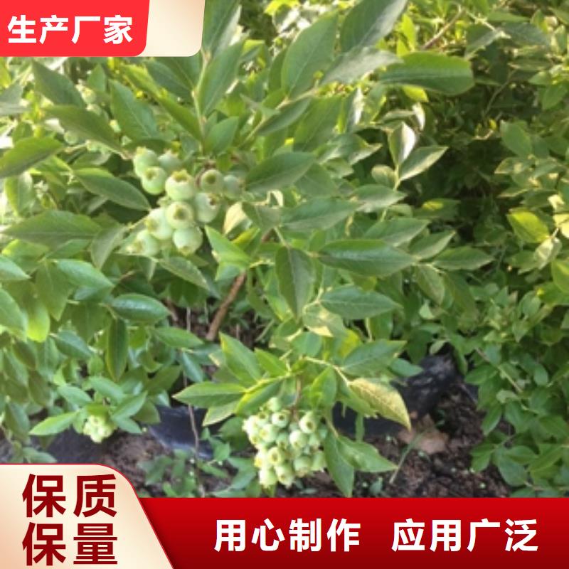 蓝莓苗严选用料