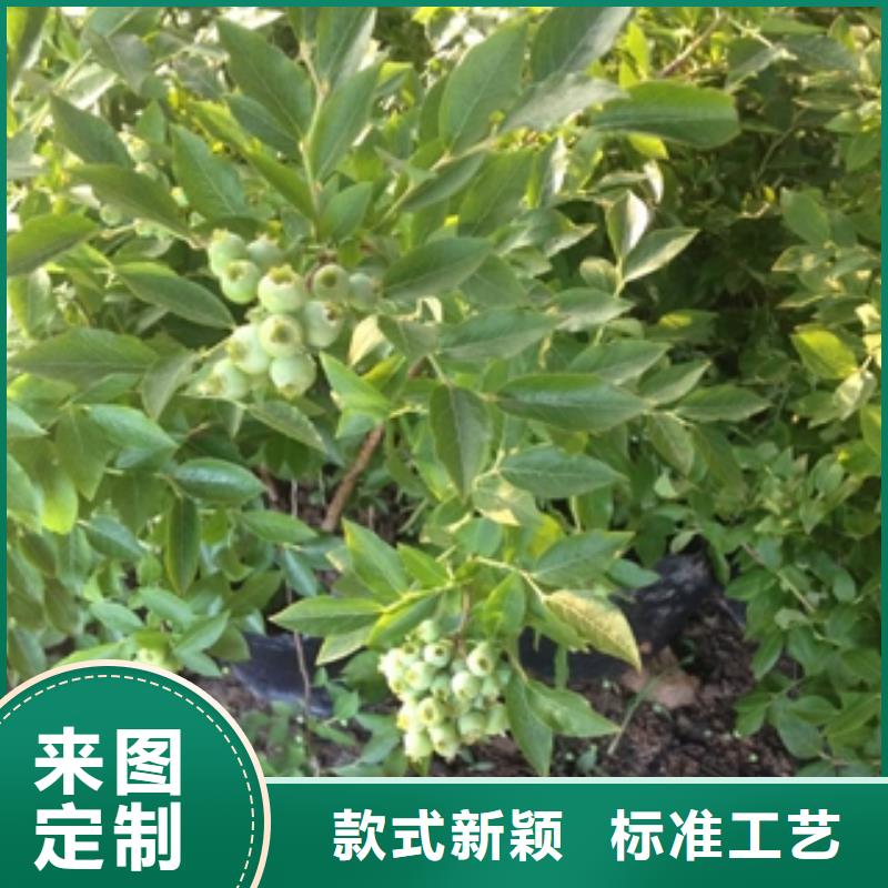 【蓝莓苗钙果苗自有生产工厂】