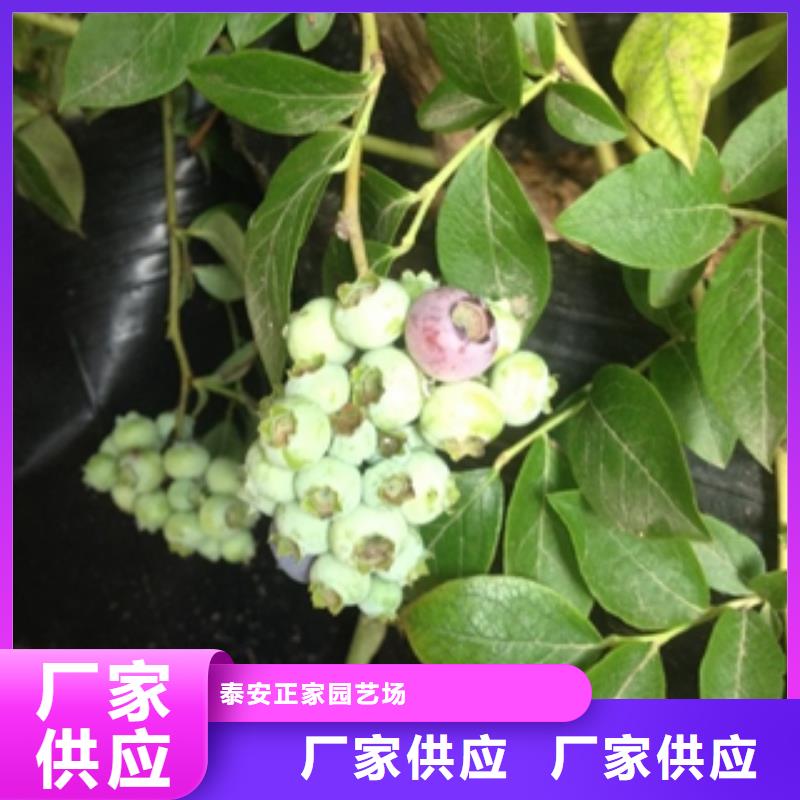 【蓝莓苗】,占地果树质量层层把关