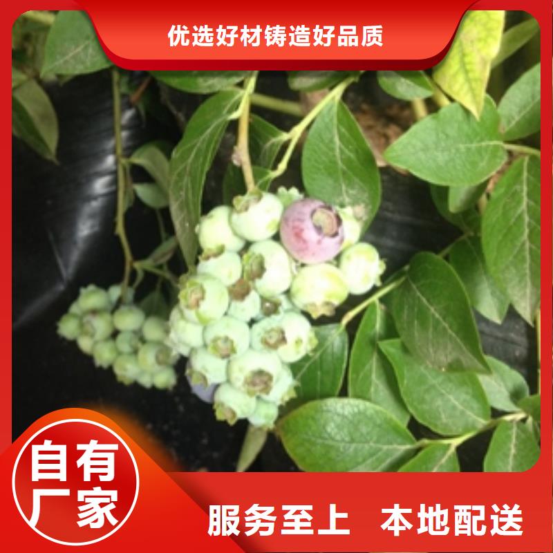 蓝莓苗樱桃苗用途广泛