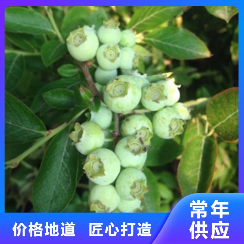 蓝莓苗,【核桃苗樱花苗长果桑树苗】免费回电