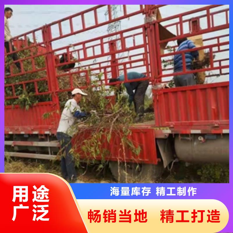 桃树蓝莓苗支持非标定制