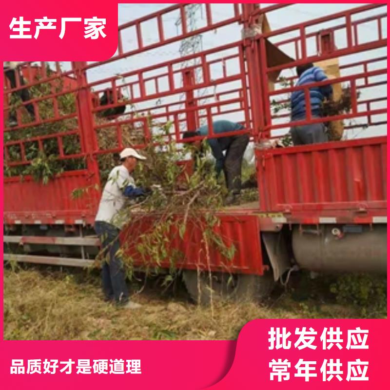 【桃树】-占地果树优质原料