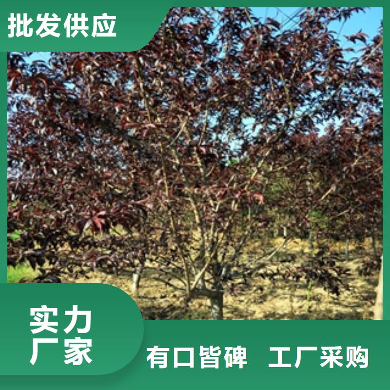 桃树【泰山景松造型景松】高品质诚信厂家