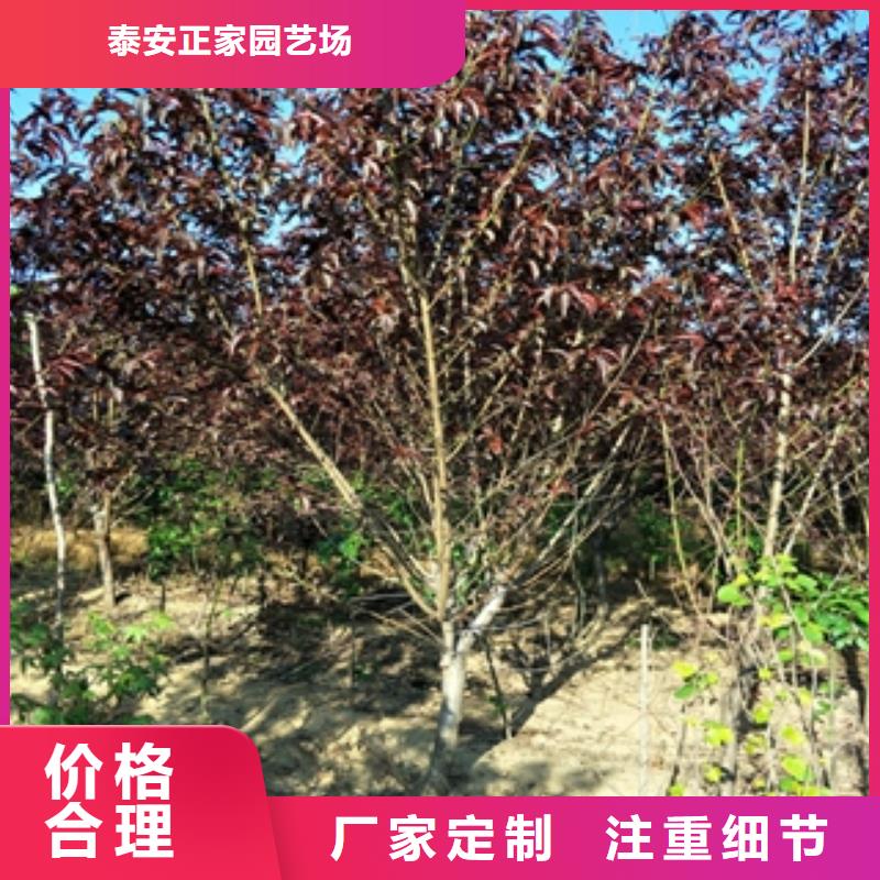 桃树蓝莓苗支持非标定制