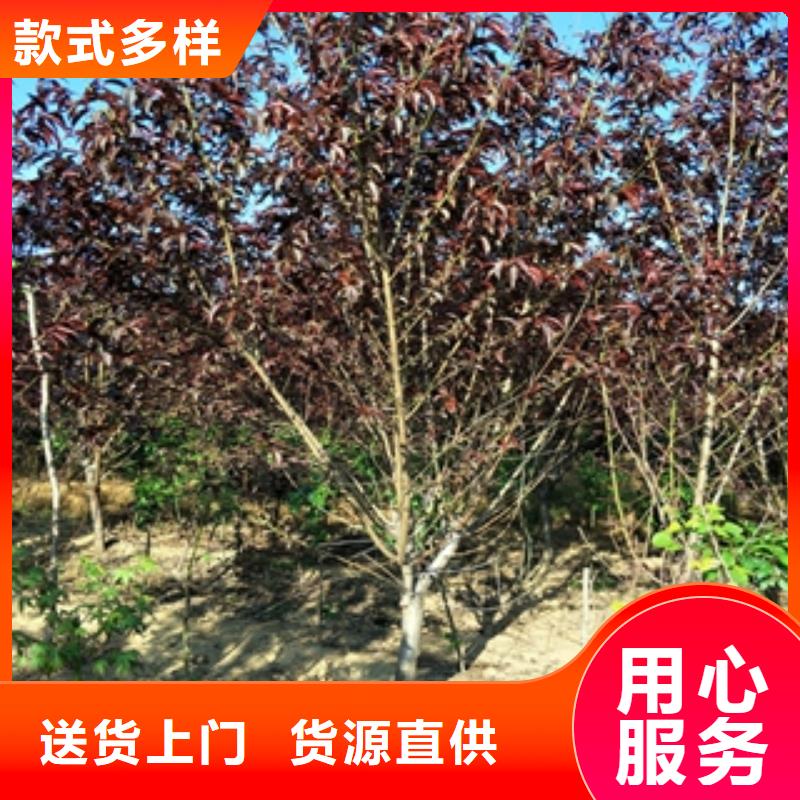 【桃树】蓝莓苗畅销本地