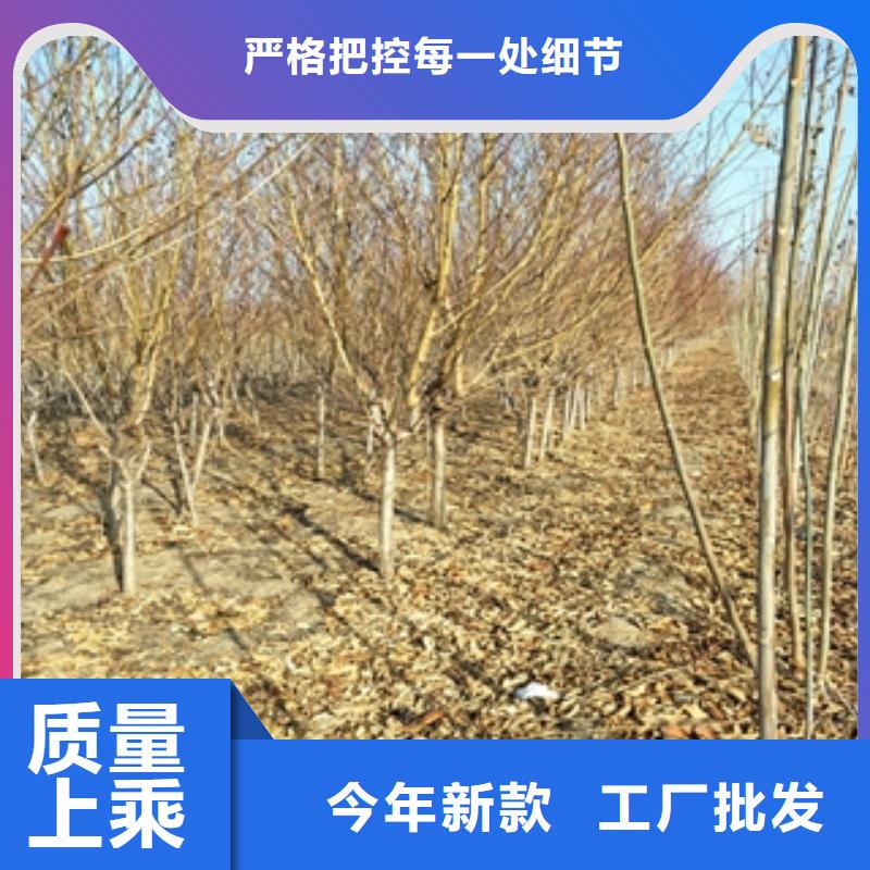 桃树_【占地果树】用心做产品