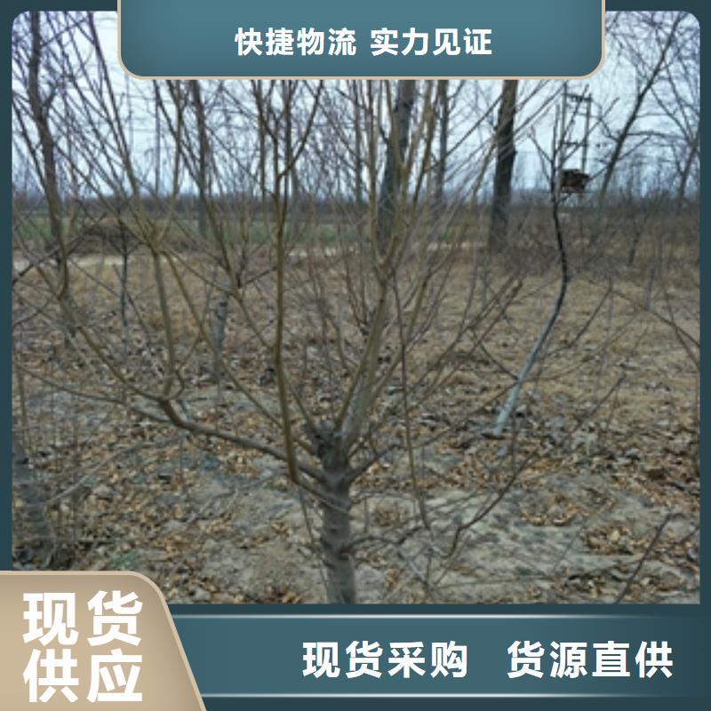 桃树【核桃苗樱花苗长果桑树苗】产地批发