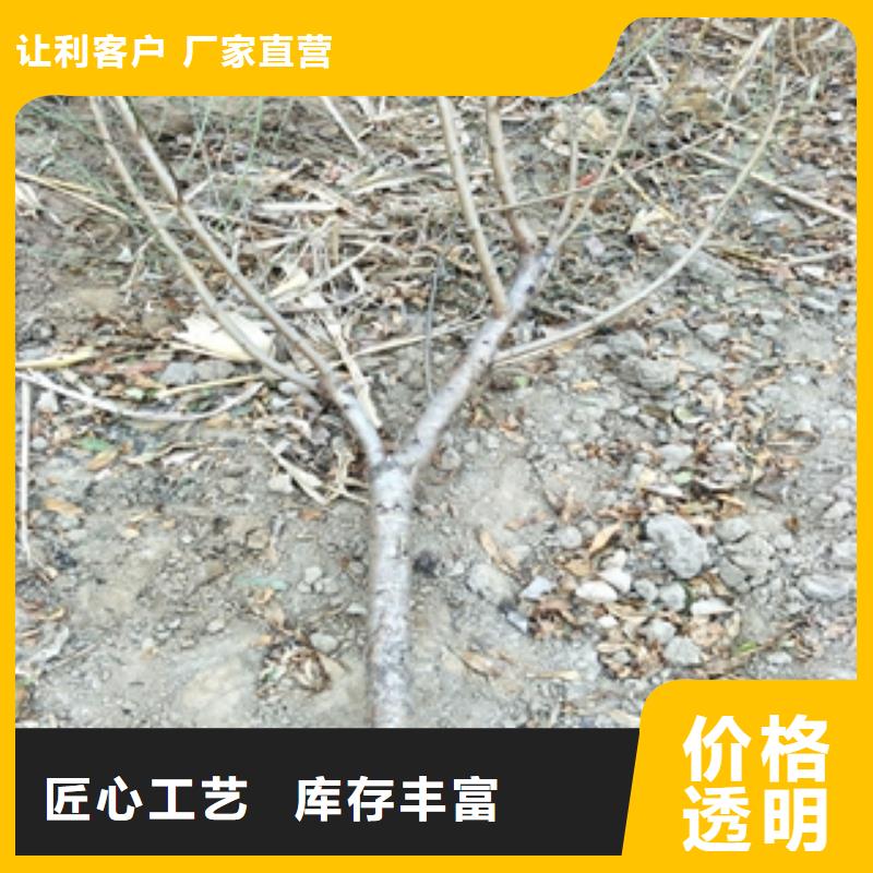 桃树_蓝莓苗真材实料诚信经营