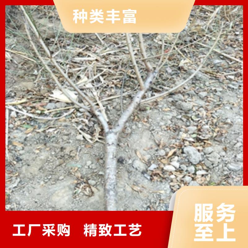 桃树【钙果苗】超产品在细节