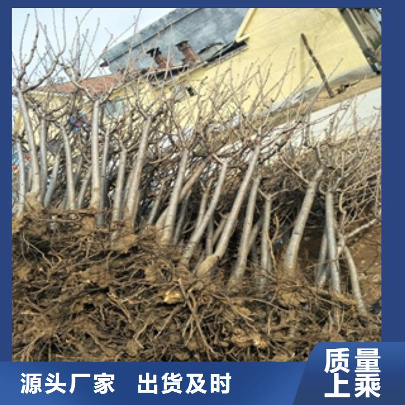 桃树【绿化树绿化工程】性能稳定