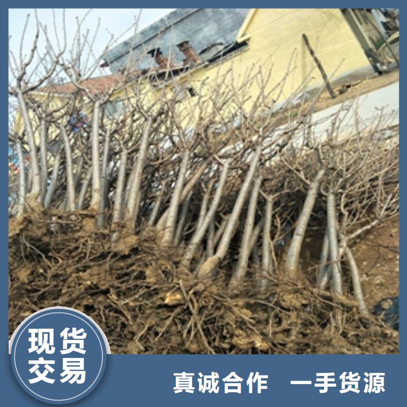 桃树蓝莓苗来图定制量大从优