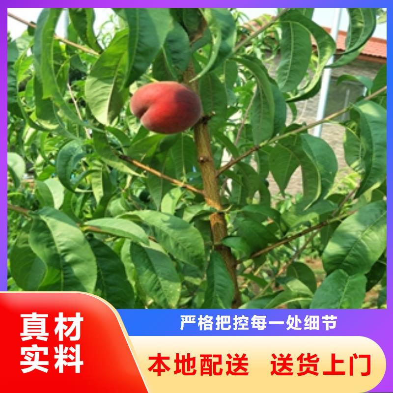 桃树蓝莓苗支持非标定制