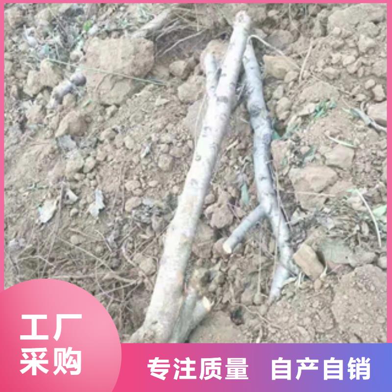 【桃树,占地果树产地工厂】