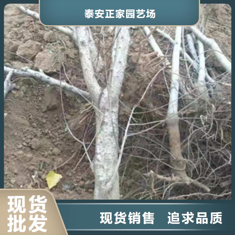 桃树蓝莓苗支持非标定制