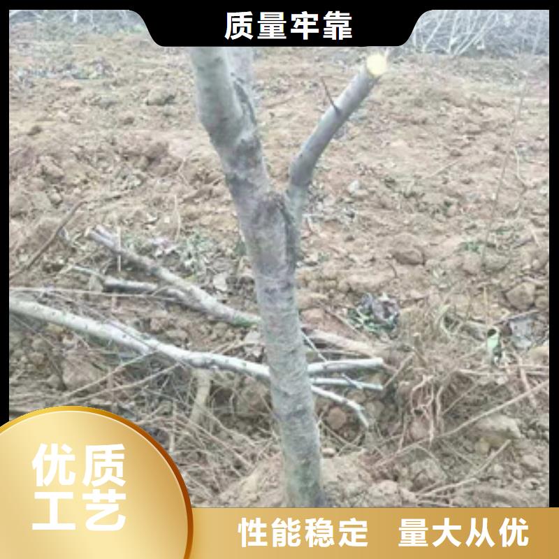 桃树钙果苗有口皆碑