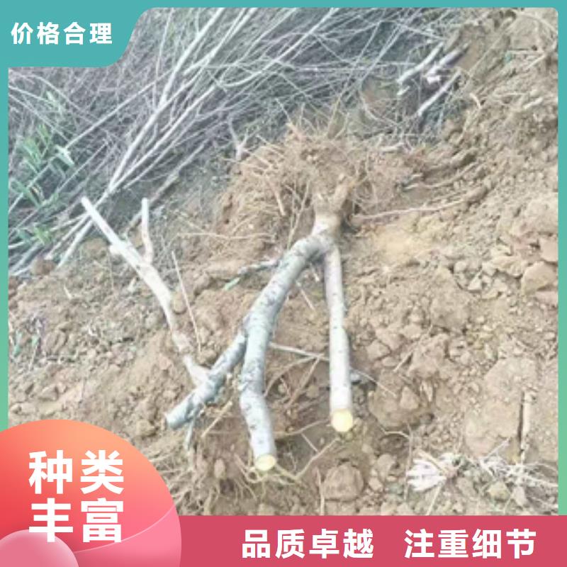 桃树【核桃苗樱花苗长果桑树苗】快速物流发货