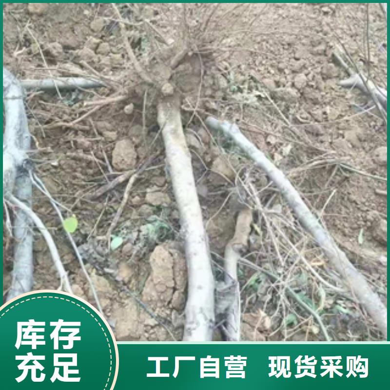 桃树蓝莓苗支持非标定制