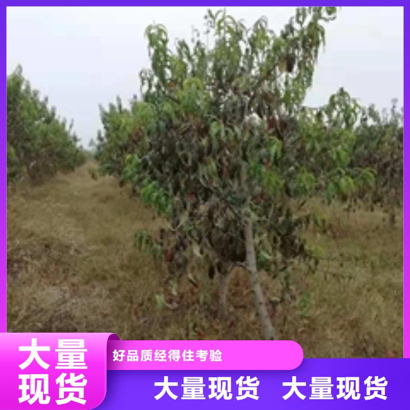 桃树,蓝莓苗敢与同行比价格