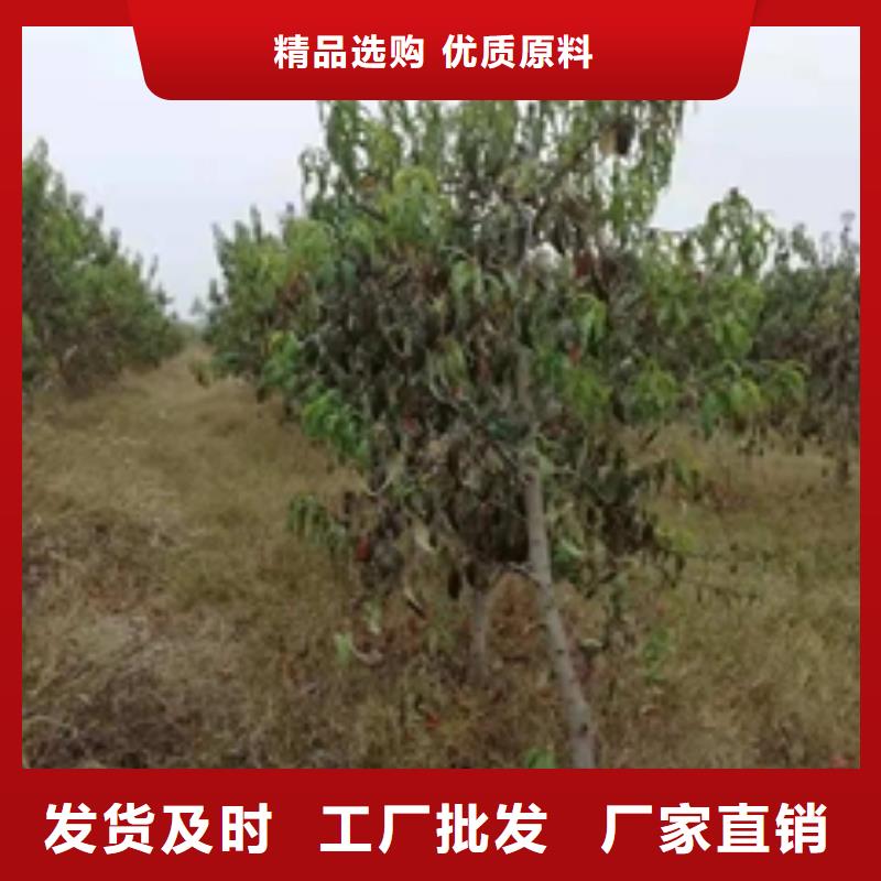 桃树核桃苗樱花苗长果桑树苗出货快