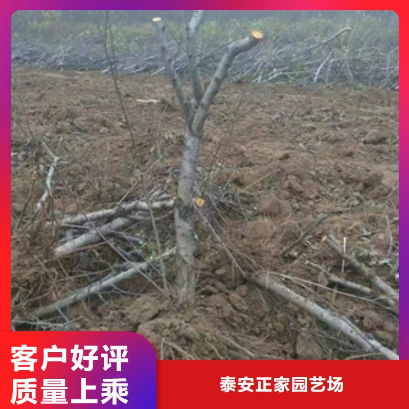 桃树钙果苗有口皆碑