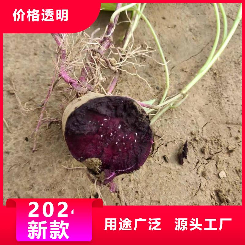 【紫薯苗菠菜粉24小时下单发货】