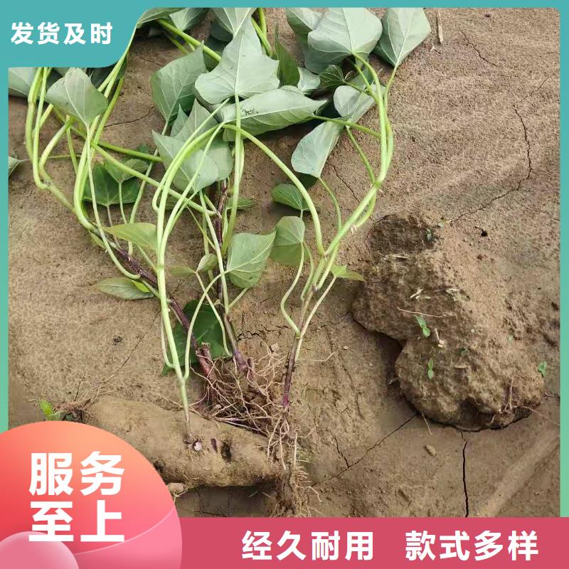 紫薯苗【胡萝卜粉】好货采购