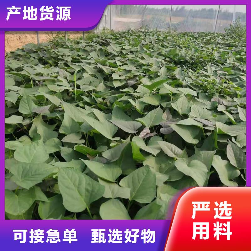 【紫薯苗】红薯粉精品优选