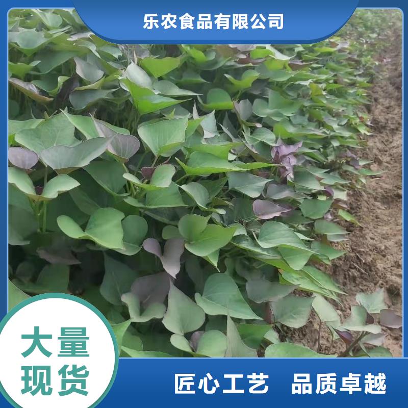 紫薯苗【菠菜粉】服务周到