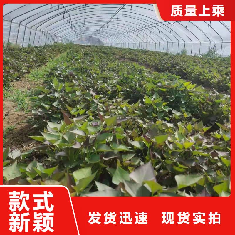 【紫薯苗】红薯粉做工细致