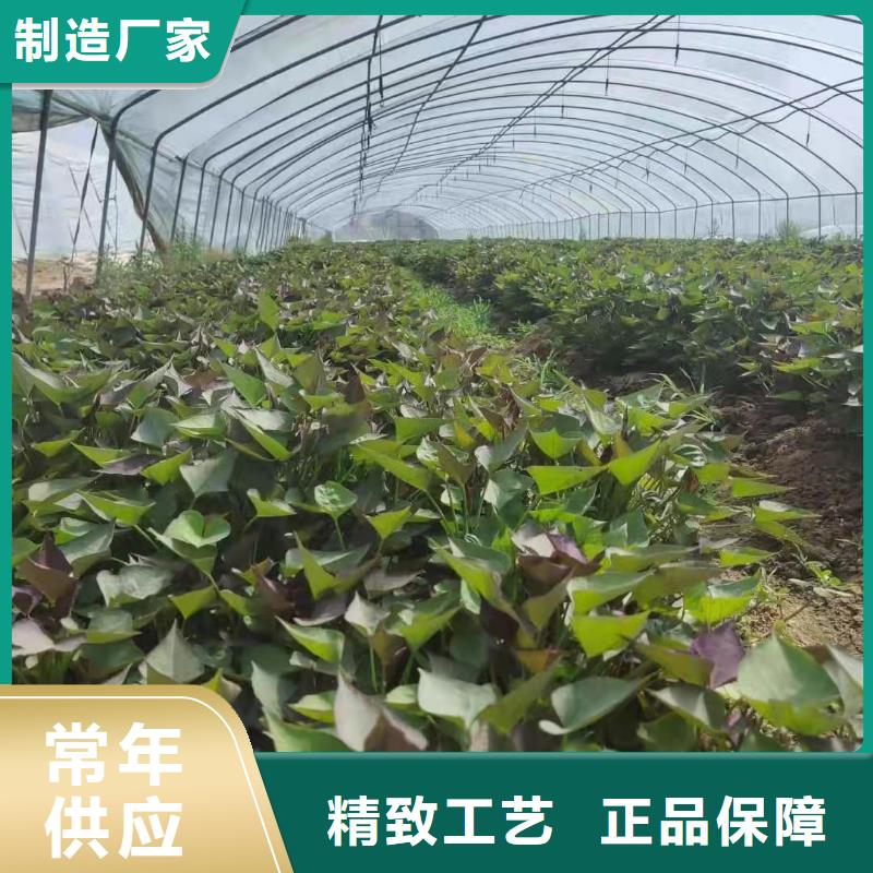 【紫薯苗】羽衣甘蓝粉标准工艺