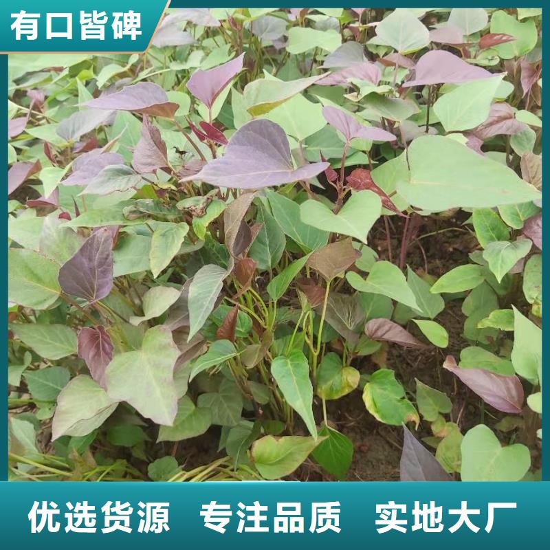 【紫薯苗】羽衣甘蓝粉标准工艺