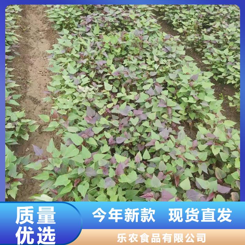 紫薯苗【菠菜粉】服务周到