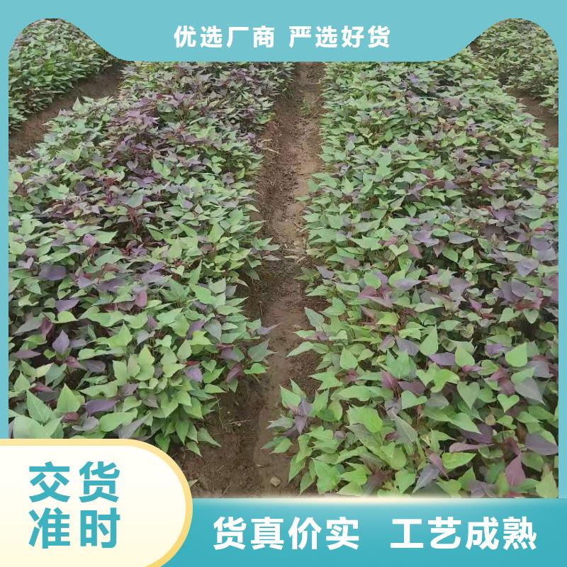 紫薯苗羽衣甘蓝粉从厂家买售后有保障