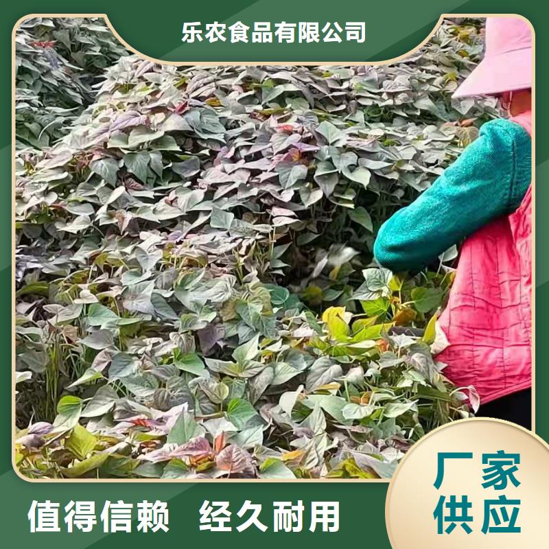 紫薯苗羽衣甘蓝粉用心制造