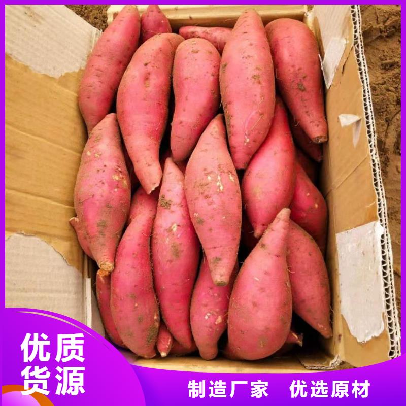 紫薯苗【胡萝卜粉】好货采购